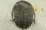 Bargain, Hollardops Trilobite - Visible Eye Facets #186637-3